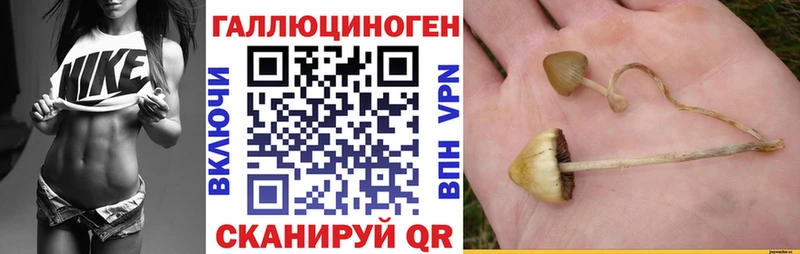 закладки  Тотьма  Псилоцибиновые грибы Psilocybine cubensis 